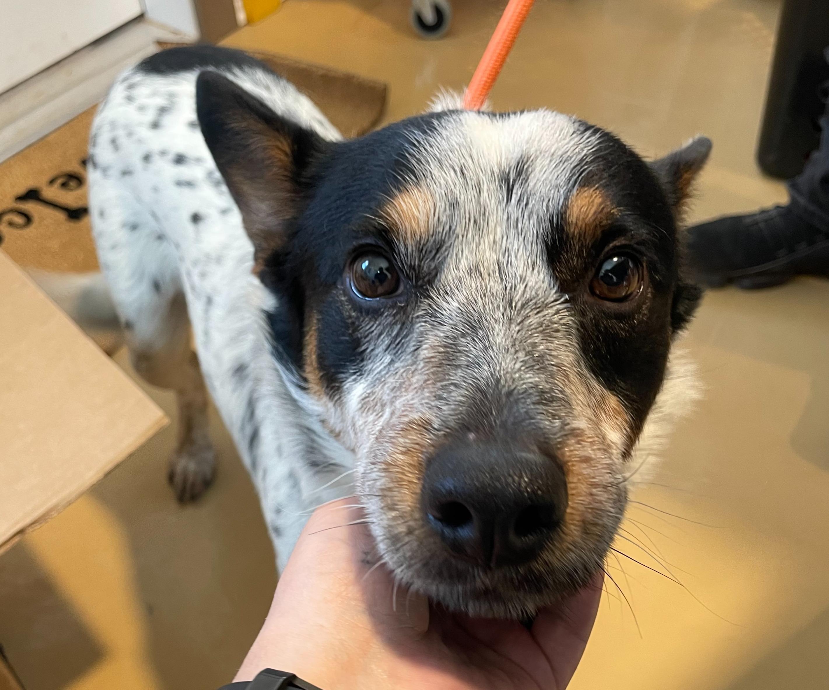 Enlarge Jake from State Farm, a ADOPTABLE Australian Cattle Dog / Blue Heeler in Portales, NM image 1/1