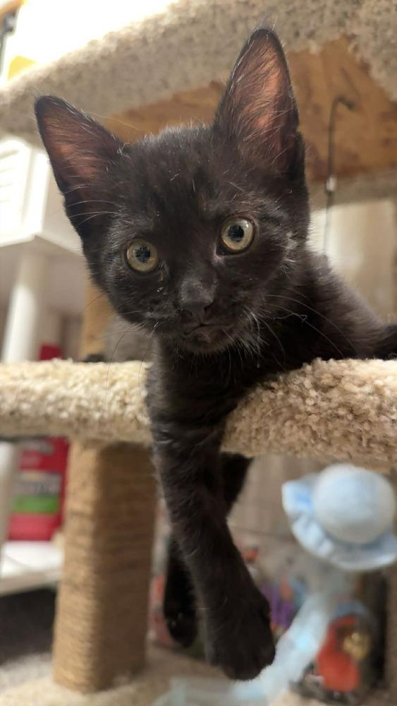 Poe, Adopted, Kitten Male Domestic Short Hair & Domestic Short Hair.