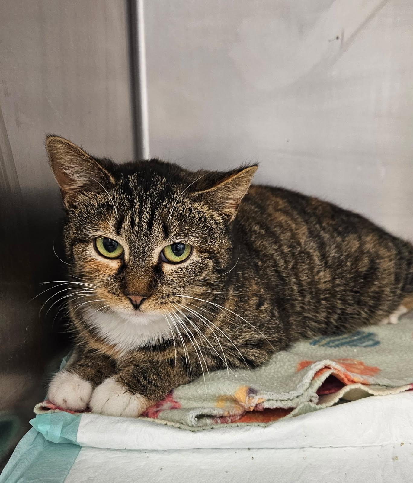 Enlarge Ballerina, a ADOPTABLE Domestic Short Hair in Mansfield, OH image 2/2