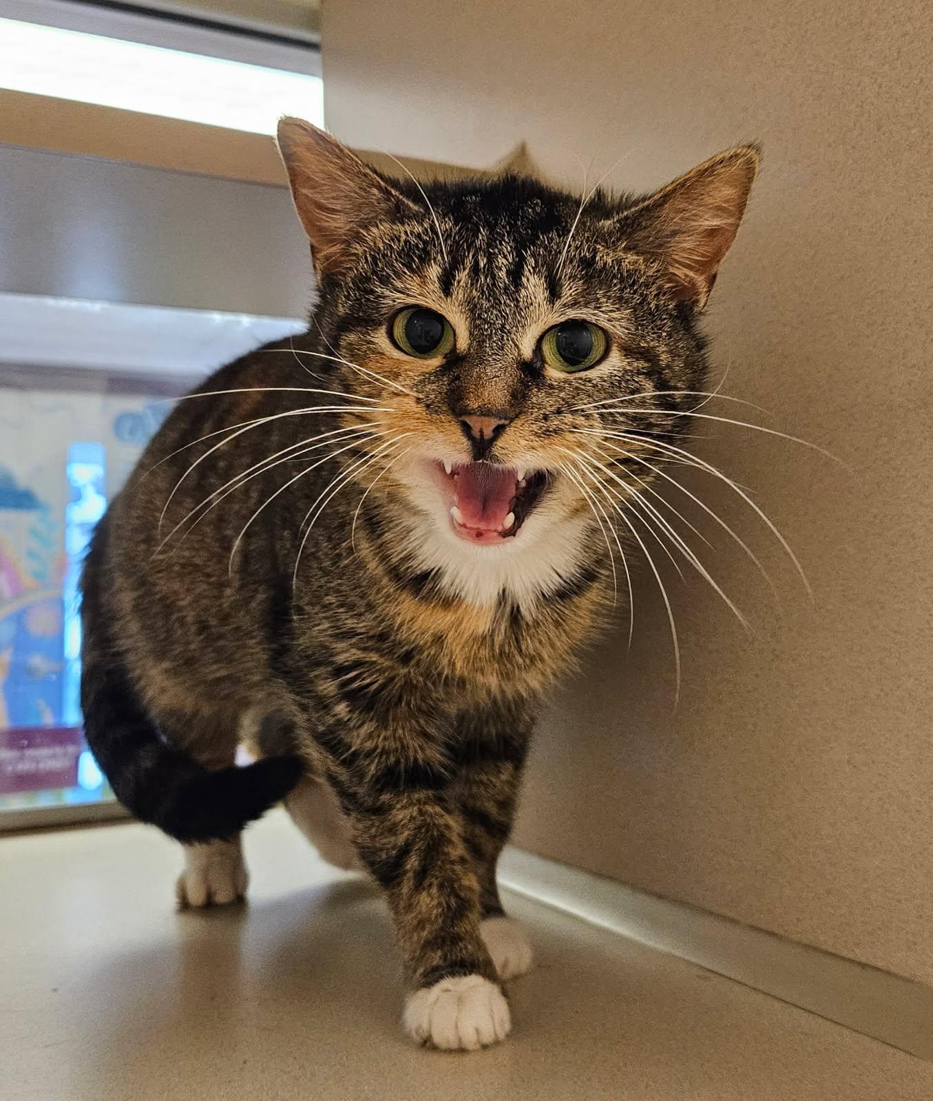 Ballerina, ADOPTABLE, Young Female Domestic Short Hair.