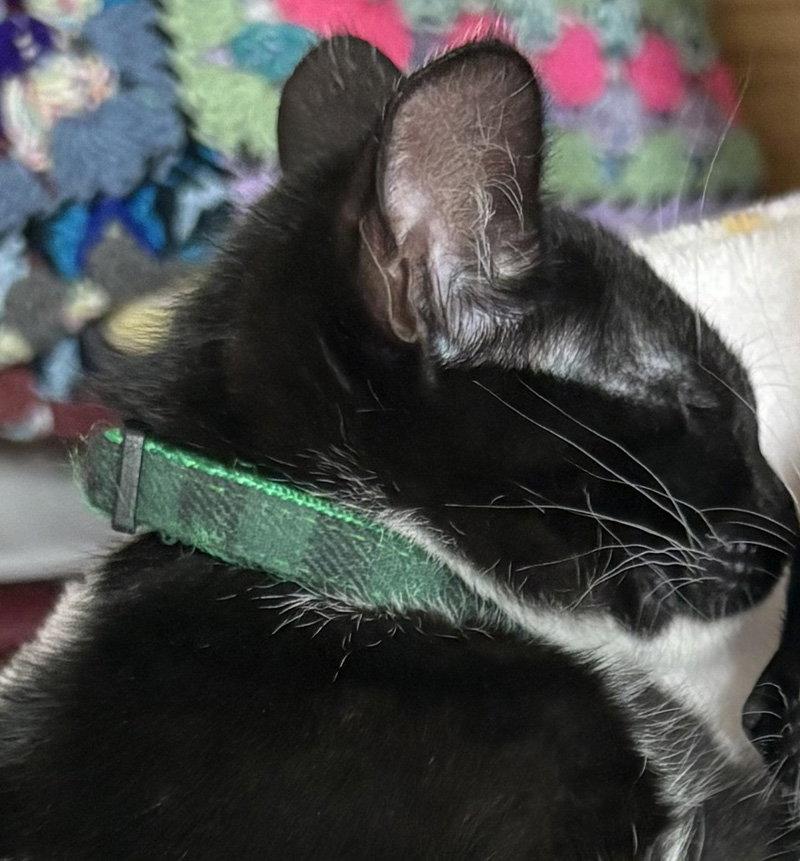 Donette, Adoptable, Kitten Female Domestic Short Hair.