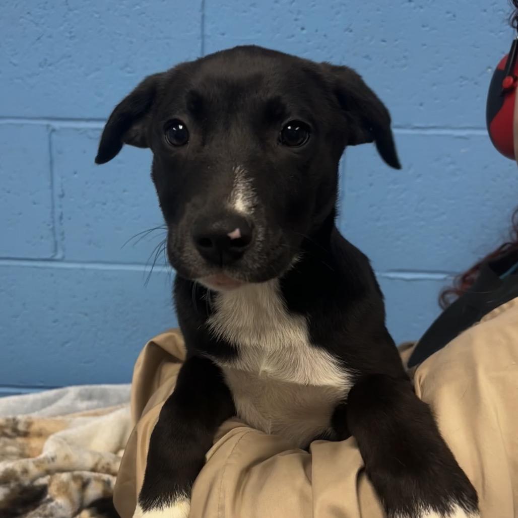 Enlarge Blaze, a Adoptable mixed breed in Belleville, IL image 1/2