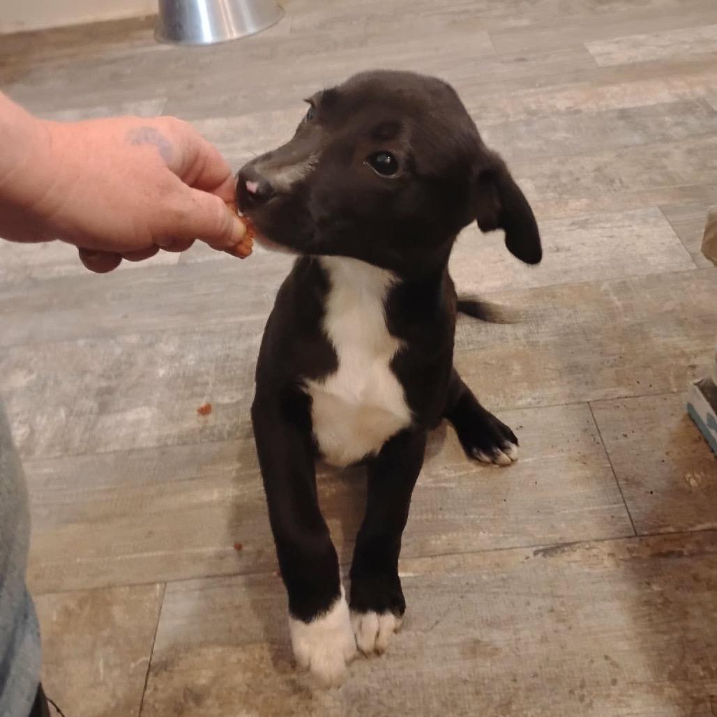 Enlarge Blaze, a Adoptable mixed breed in Belleville, IL image 2/2