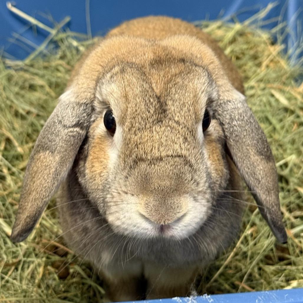 Enlarge Georgie, a Adoptable Holland Lop in Kennesaw, GA image 1/2