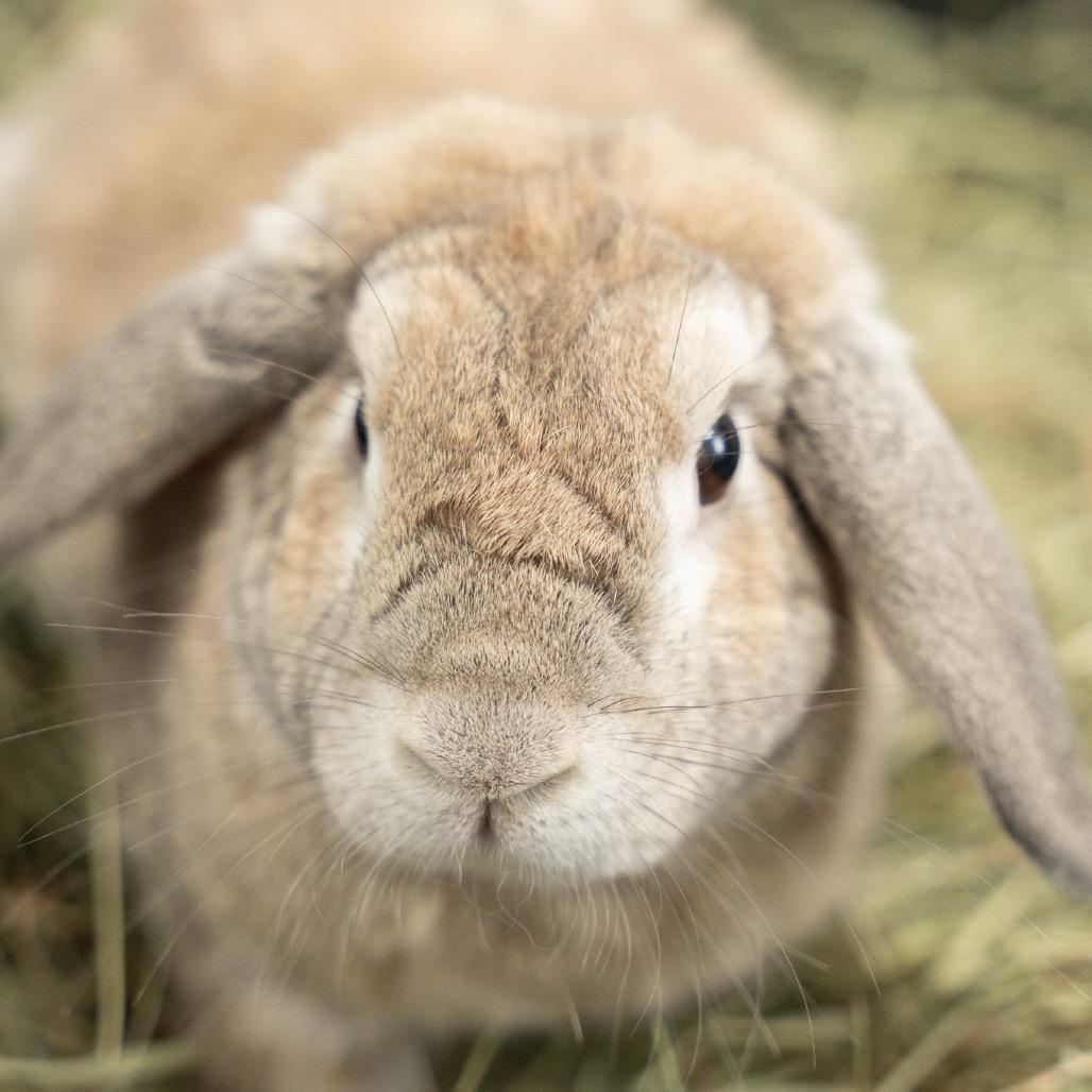 Enlarge Georgie, a Adoptable Holland Lop in Kennesaw, GA image 2/2