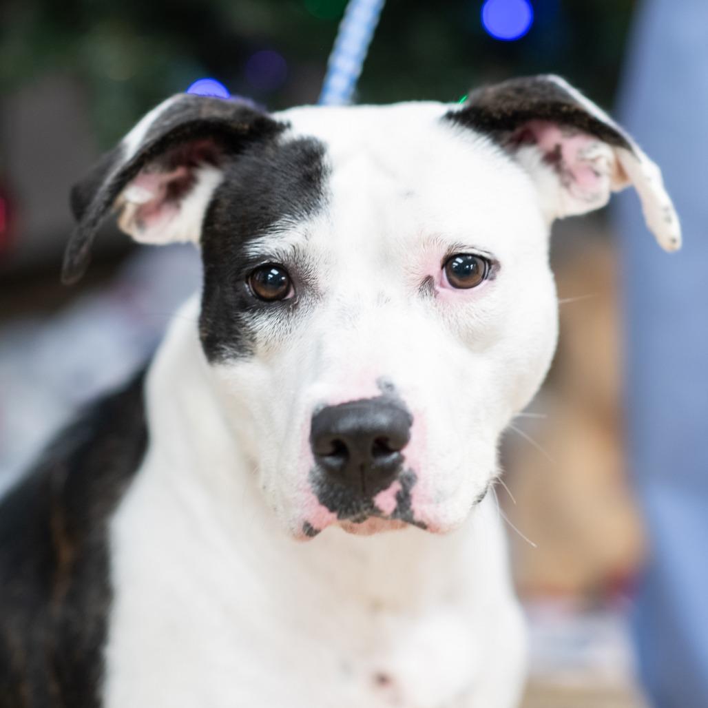 IVY-30242, a Adoptable Pit Bull Terrier in Port Richey, FL image 2/2