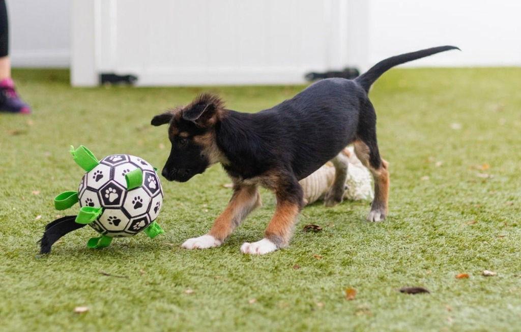 Scarlett, Adoptable, Puppy Female Terrier & Terrier.