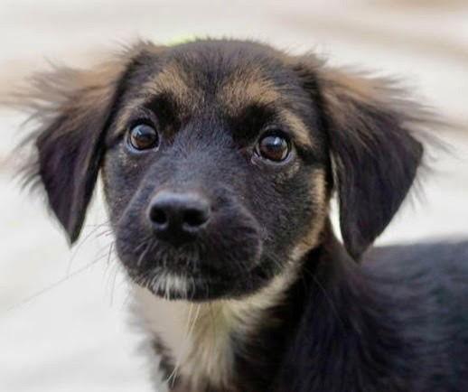 Scarlett, a Adoptable mixed breed in Bloomfield, CT image 3/3