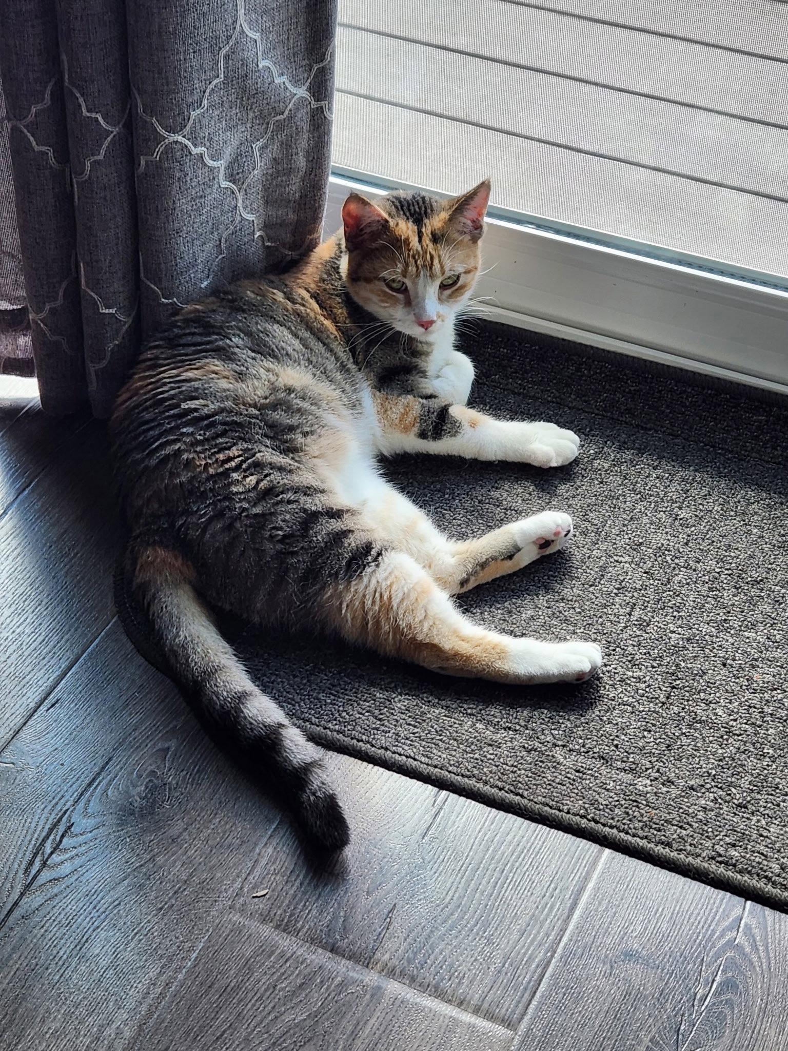Roxanne, Adoptable, Adult Female Domestic Short Hair & Calico.