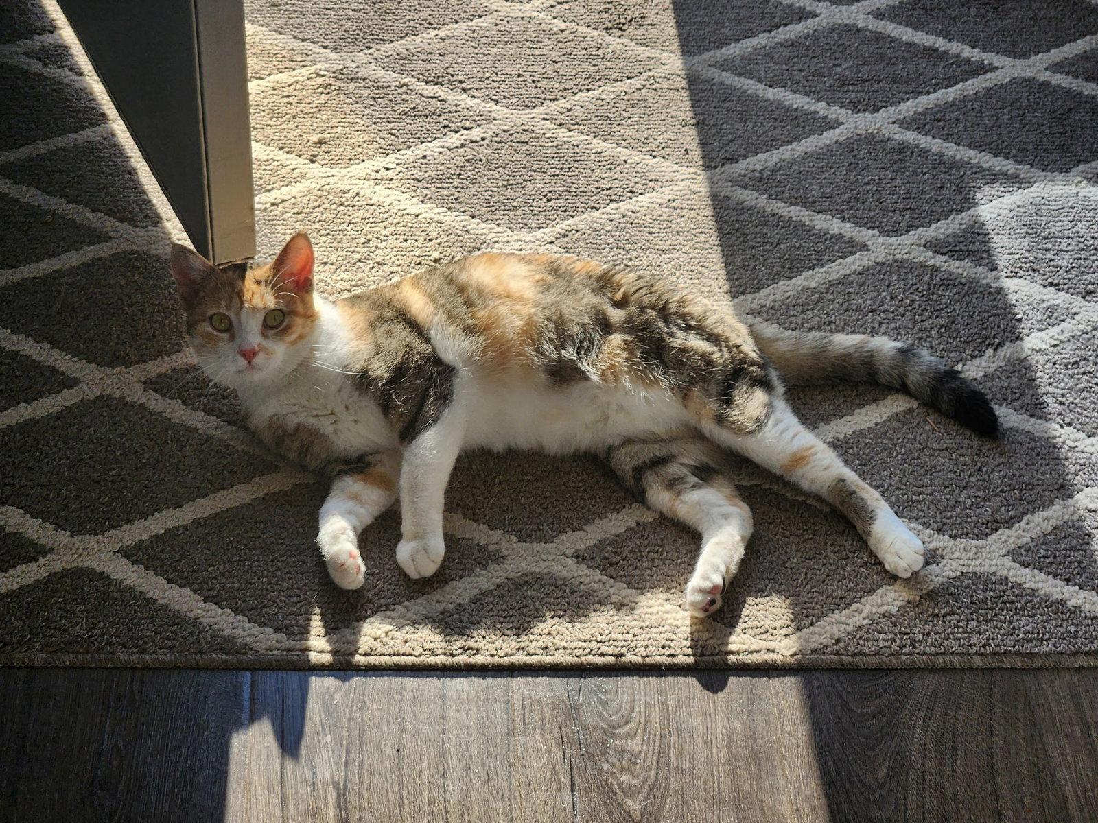 Roxanne, a Adoptable mixed breed in Forest Lake, MN image 2/3