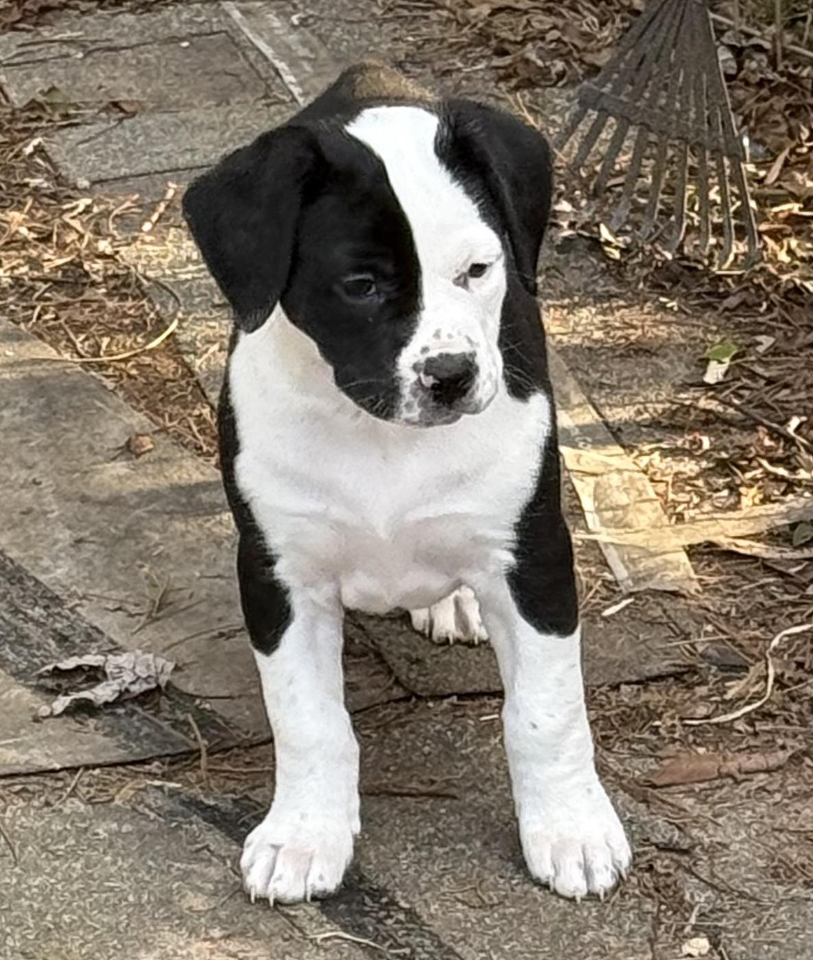 Enlarge April, an adopted mixed breed in Bedford, VA image 3/5