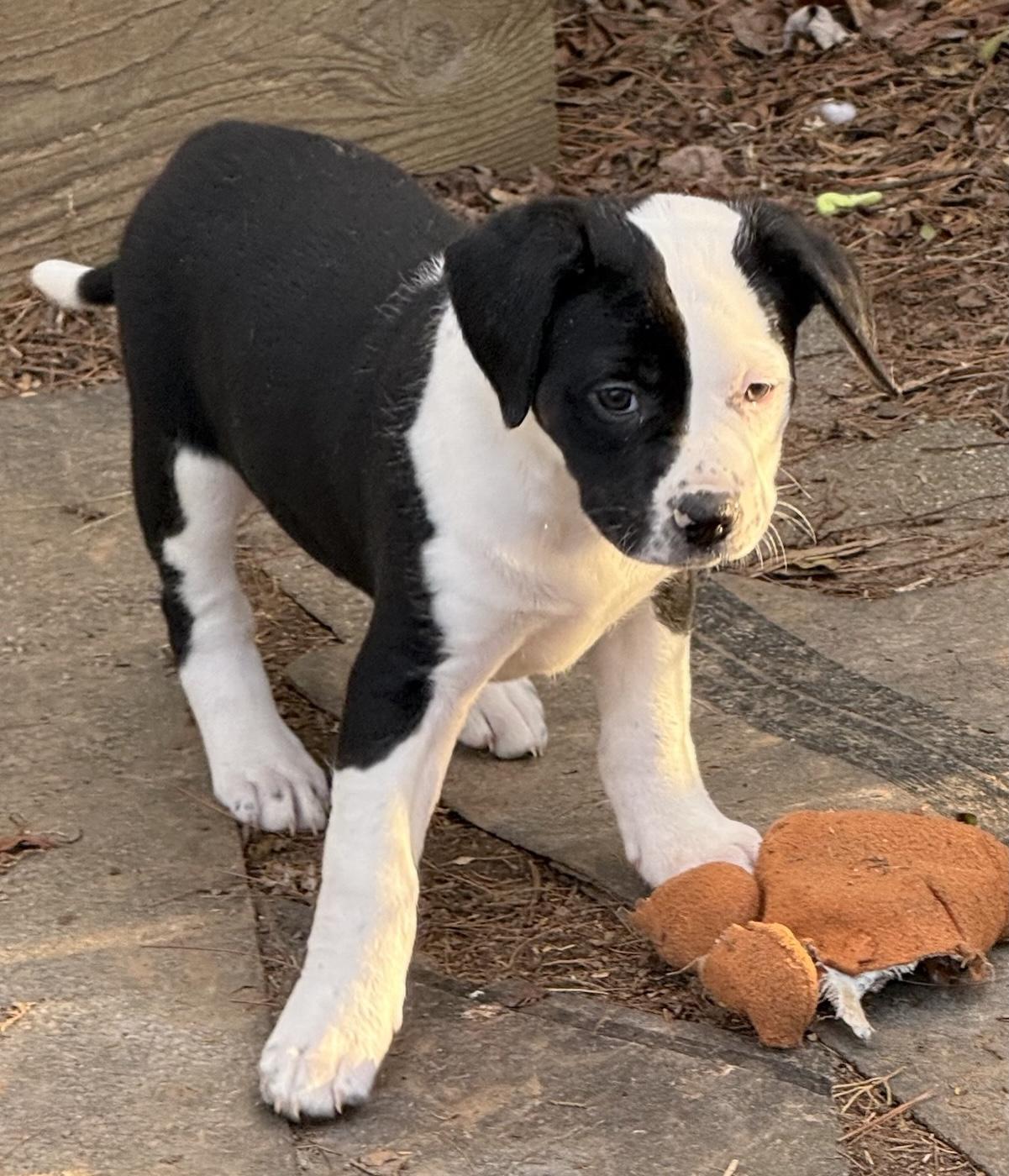 Enlarge April, an adopted mixed breed in Bedford, VA image 4/5