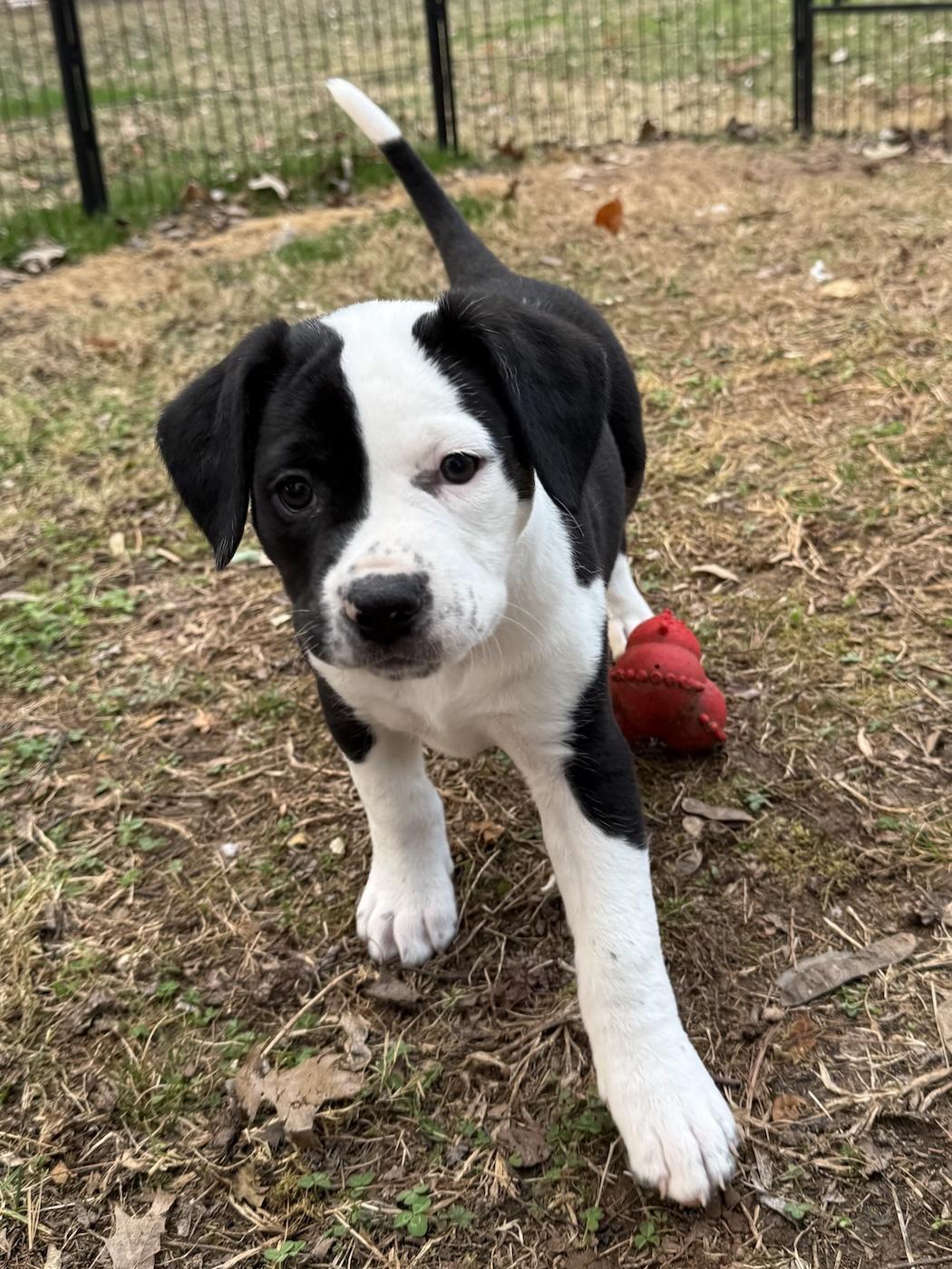 Enlarge April, an adopted mixed breed in Bedford, VA image 2/5