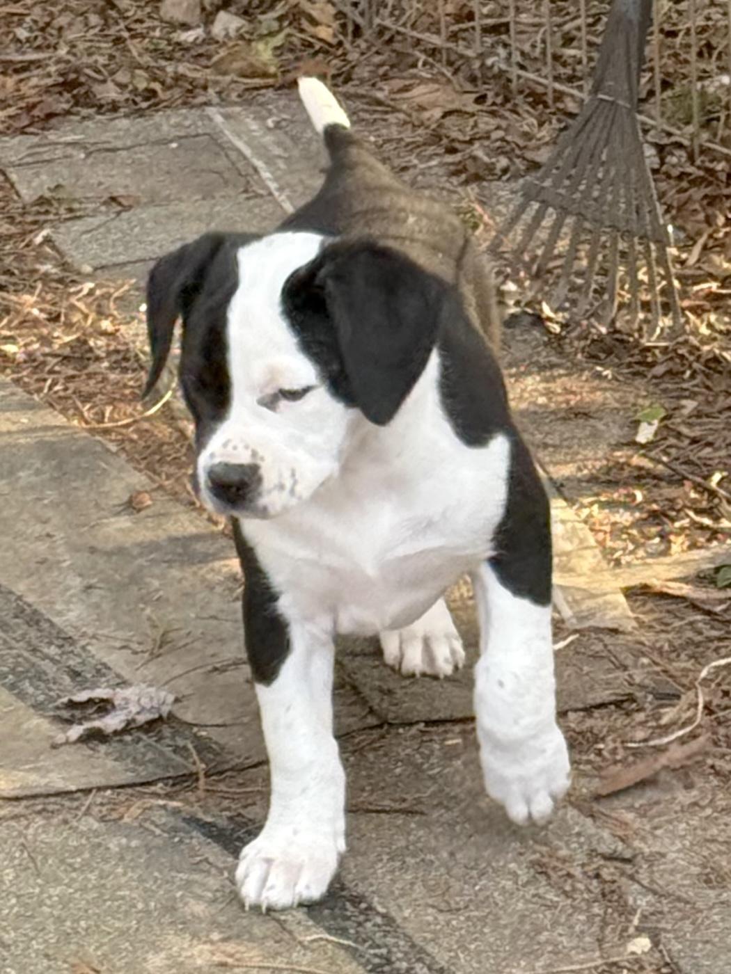 Enlarge April, an adopted mixed breed in Bedford, VA image 5/5