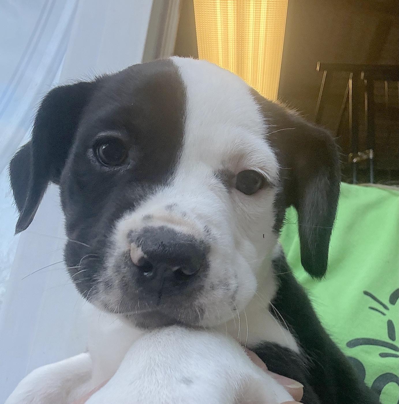 April, ADOPTABLE, Puppy Female Terrier & Boxer.