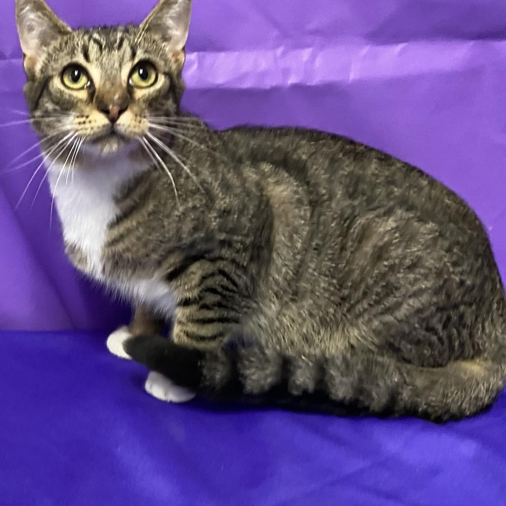 Enlarge Falcon, a Adoptable Domestic Short Hair in Buffalo, MN image 1/2