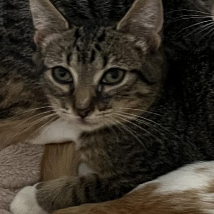 Enlarge Falcon, a Adoptable Domestic Short Hair in Buffalo, MN image 2/2