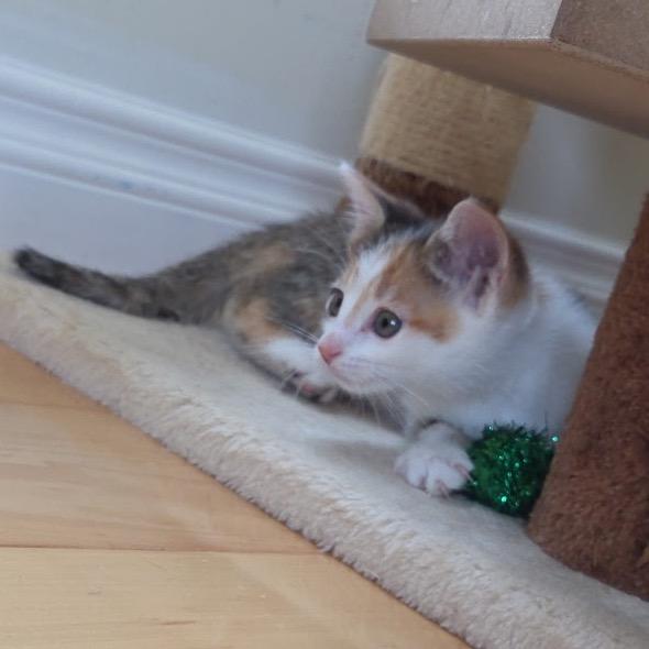 Blanche, Baby Female unknown