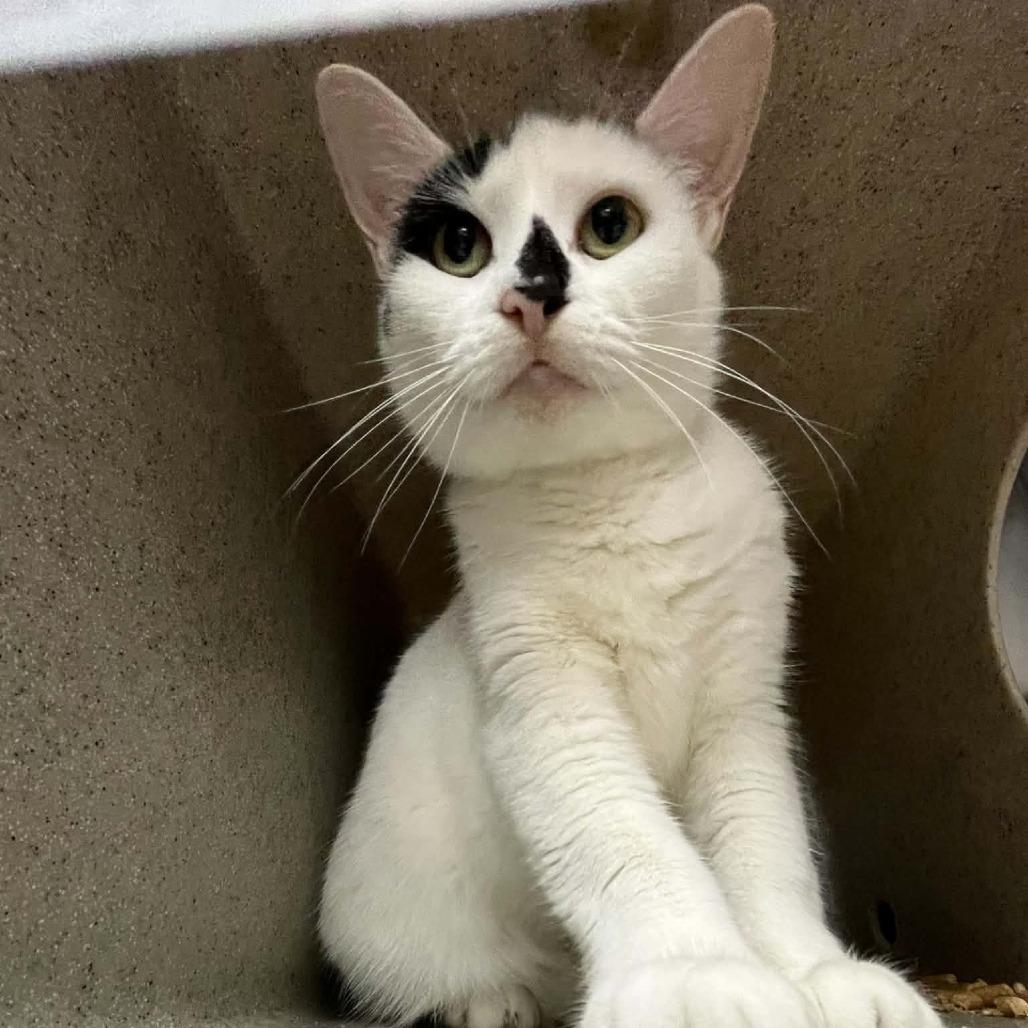 Dorothy, Adoptable, Adult Female Domestic Short Hair.