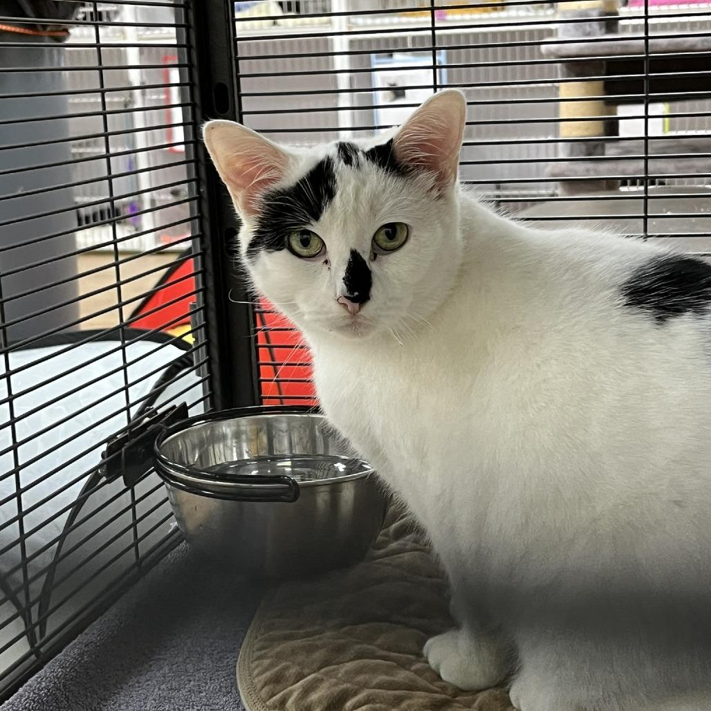 Enlarge Dorothy, a Adoptable Domestic Short Hair in Verona, VA image 2/2