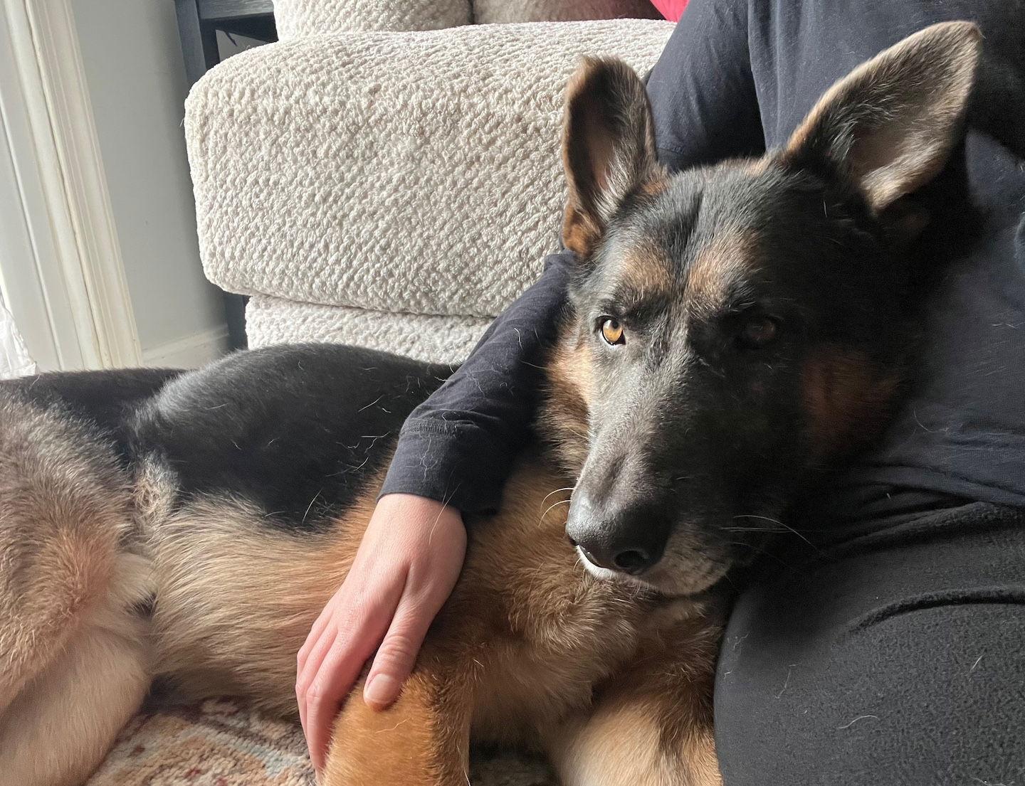 Nash, Adoptable, Adult Male German Shepherd Dog.