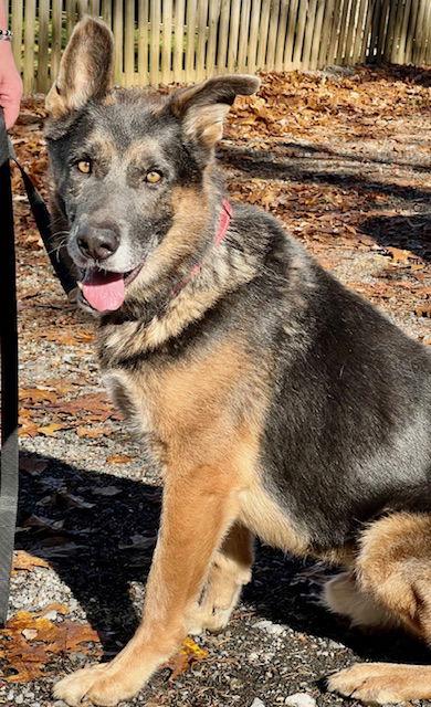 Nash, Adoptable, Adult Male German Shepherd Dog.