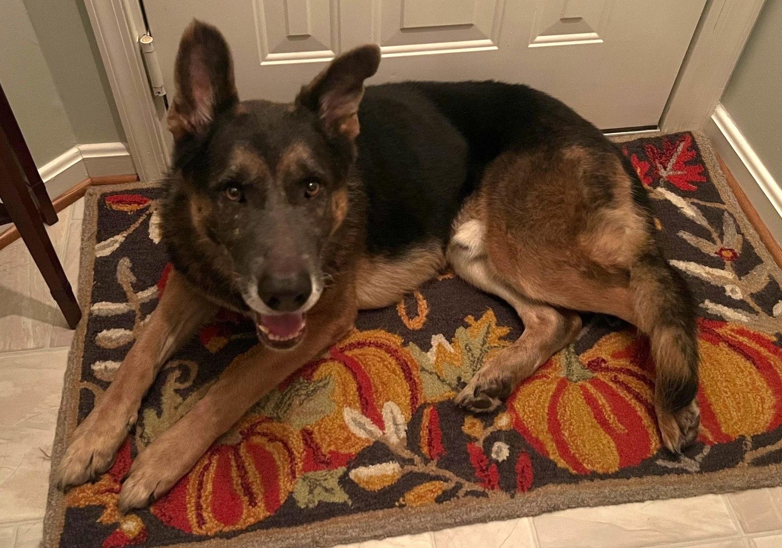 Nash, a Adoptable German Shepherd Dog in Baltimore, MD image 2/3