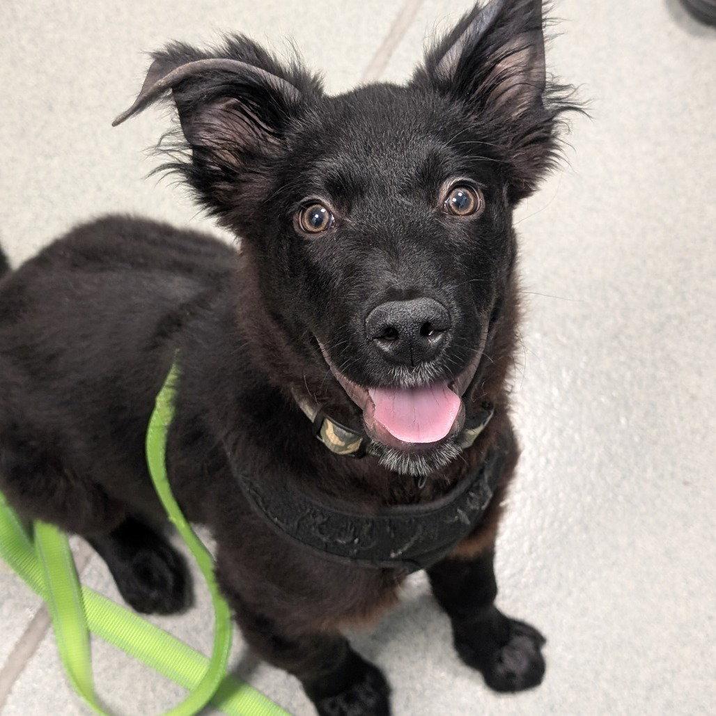 Shadow, Adopted, Young Male Mixed Breed.
