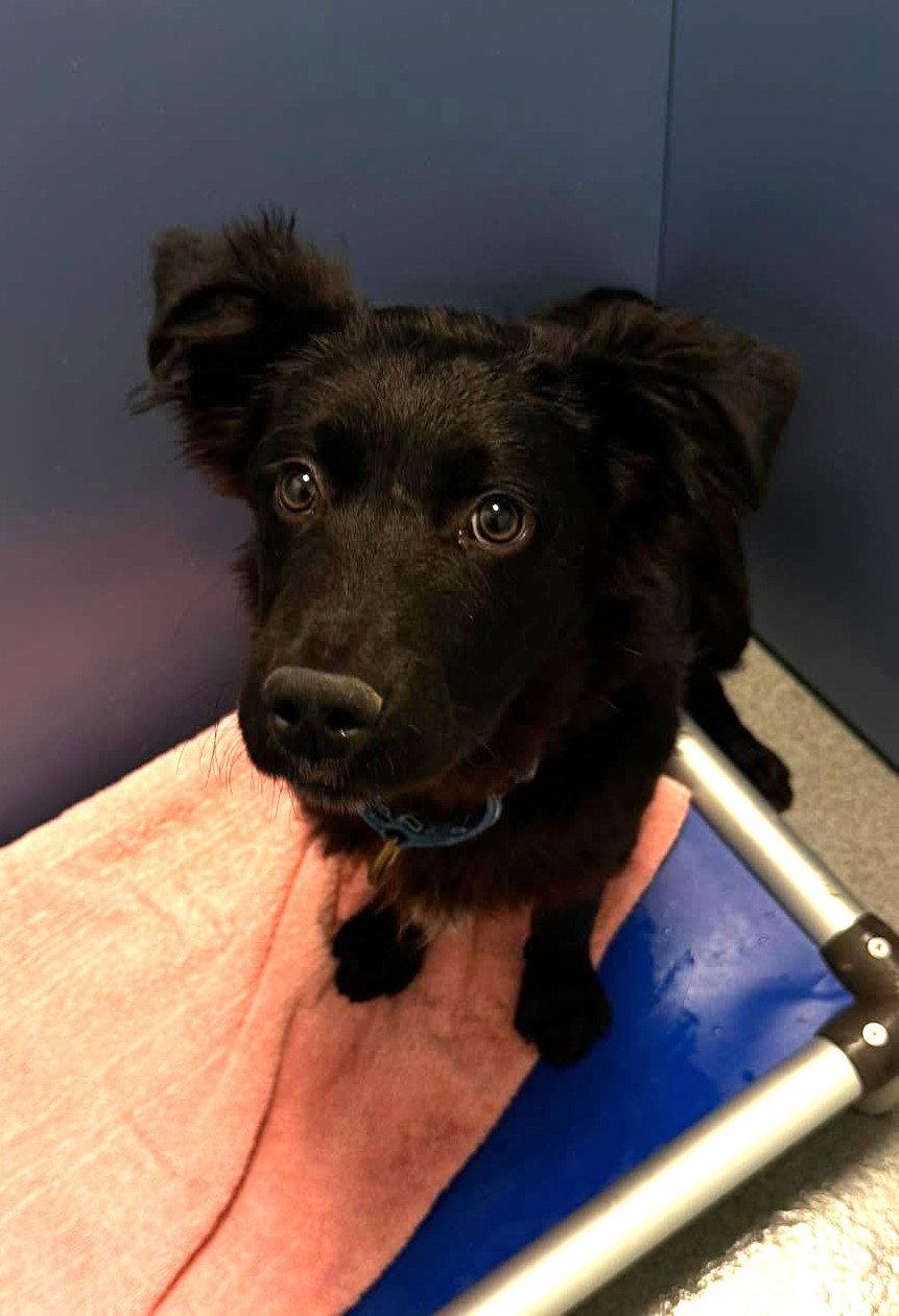 Enlarge Shadow, a Adopted Mixed Breed in New Castle, DE image 2/2
