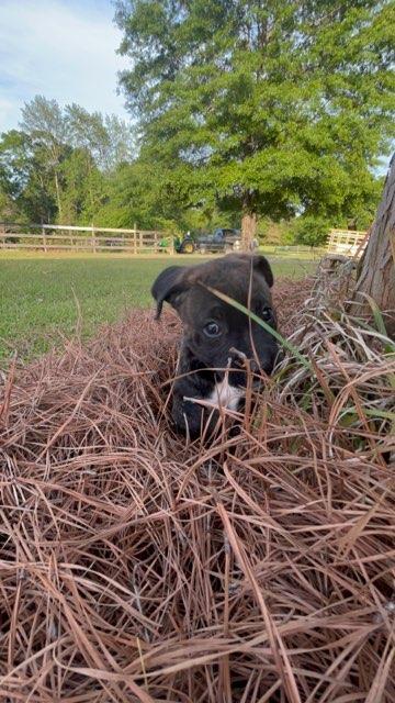 Theo, a Adoptable Pit Bull Terrier in Mobile, AL image 2/3