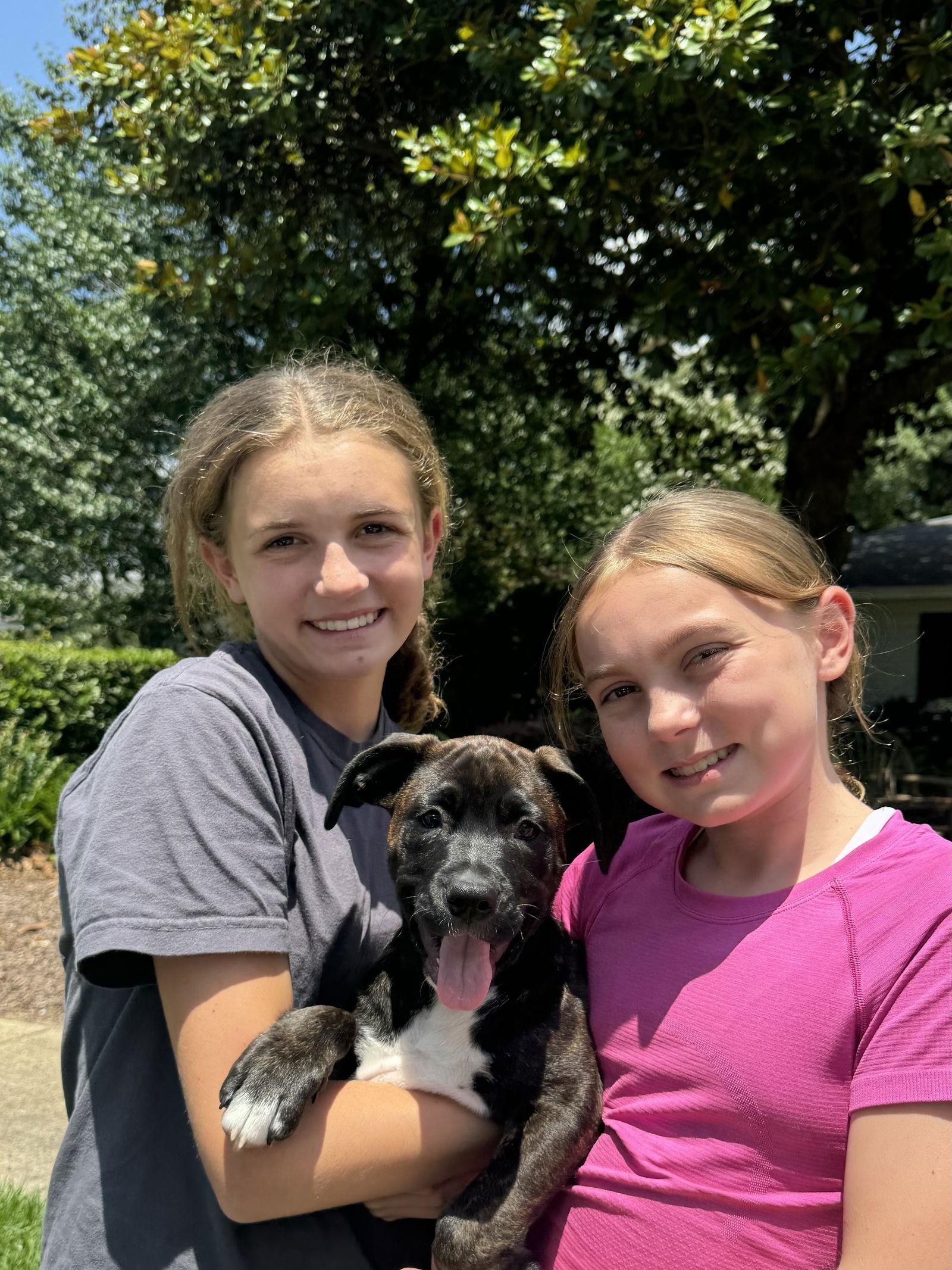 Theo, a Adoptable Pit Bull Terrier in Mobile, AL image 3/3