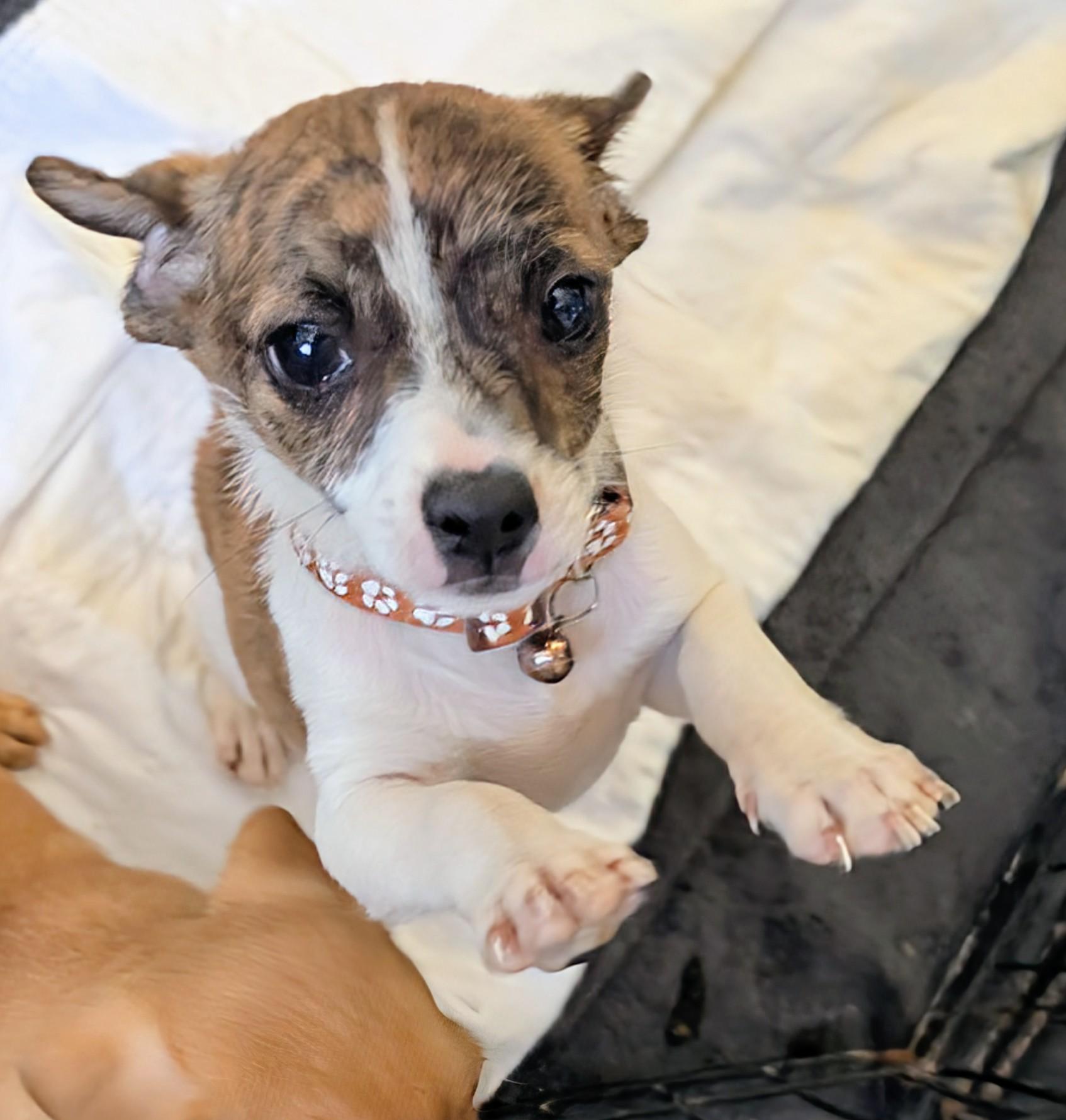 Enlarge Flame, an adopted mixed breed in Saint David, AZ image 2/3