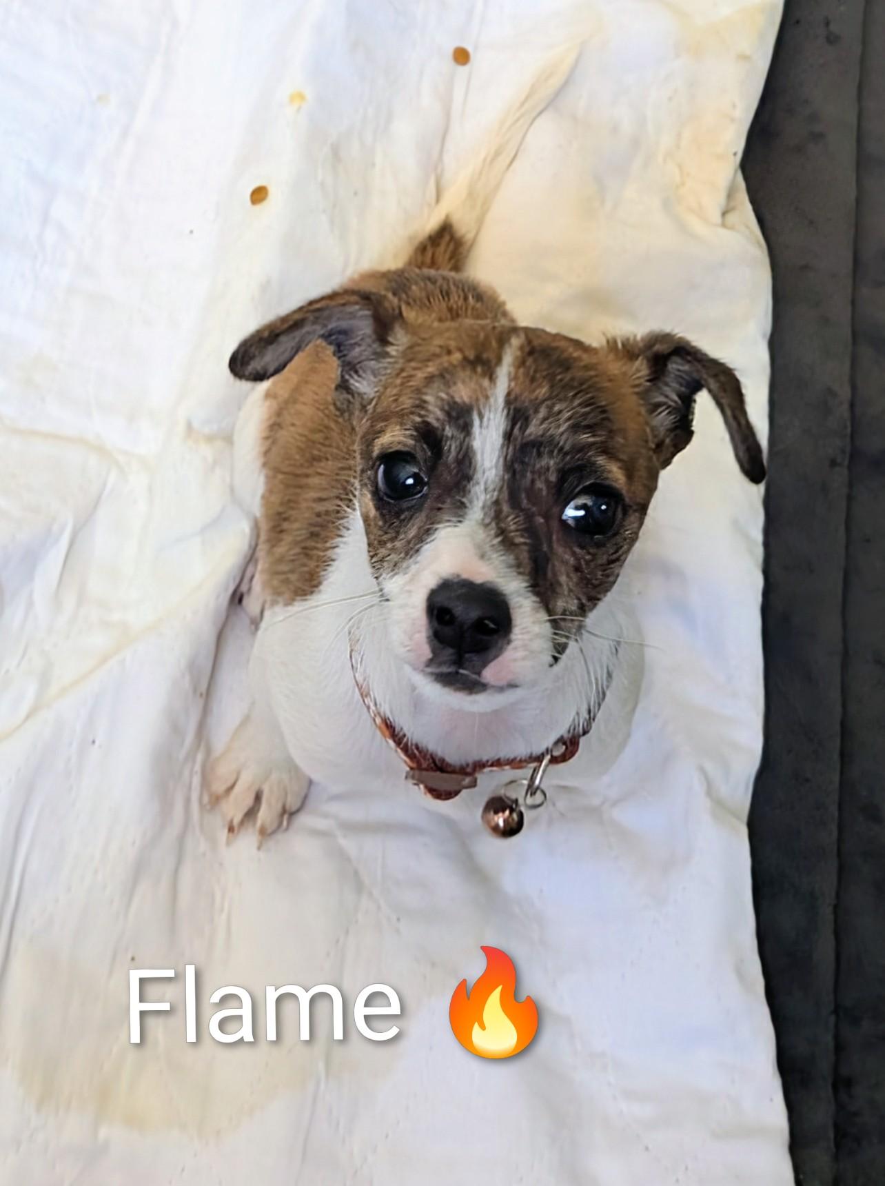Enlarge Flame, an adopted mixed breed in Saint David, AZ image 3/3