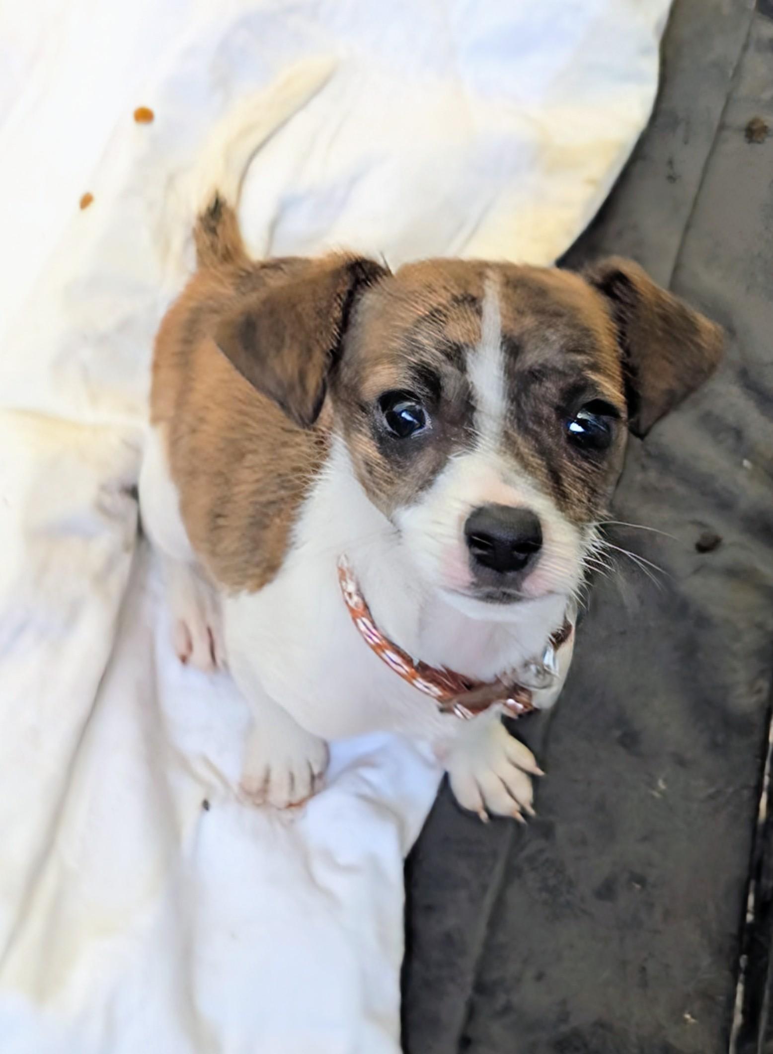 Flame, adopted, Puppy Male Chihuahua.