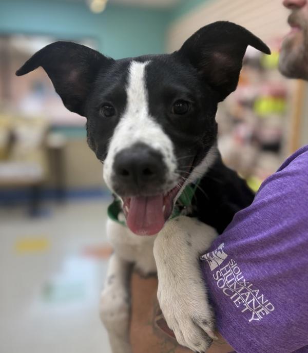 Enlarge Sparky, a Adoptable mixed breed in Sioux City, IA image 2/2