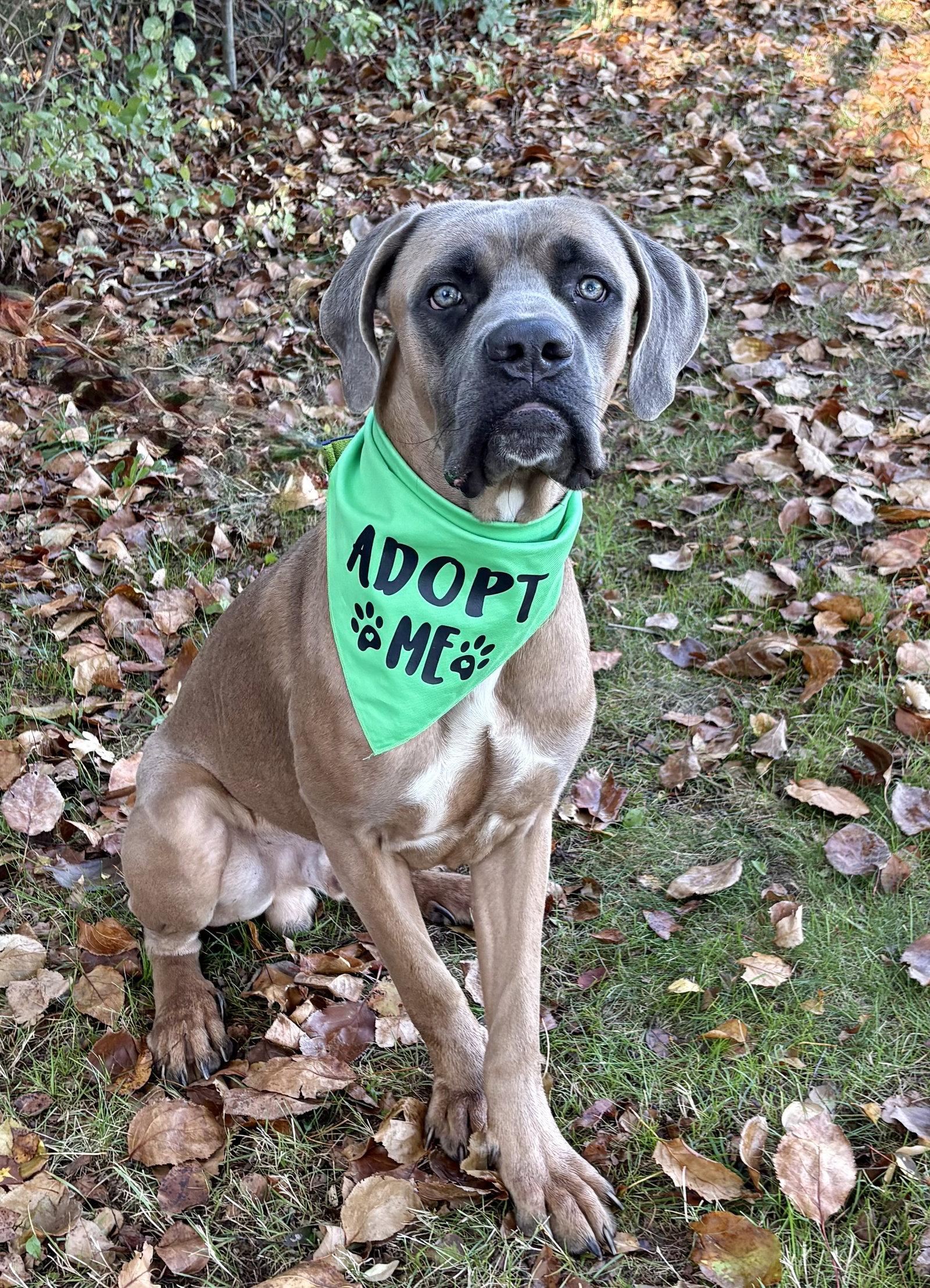 Beamer, Adoptable, Young Male Mastiff & Cane Corso.