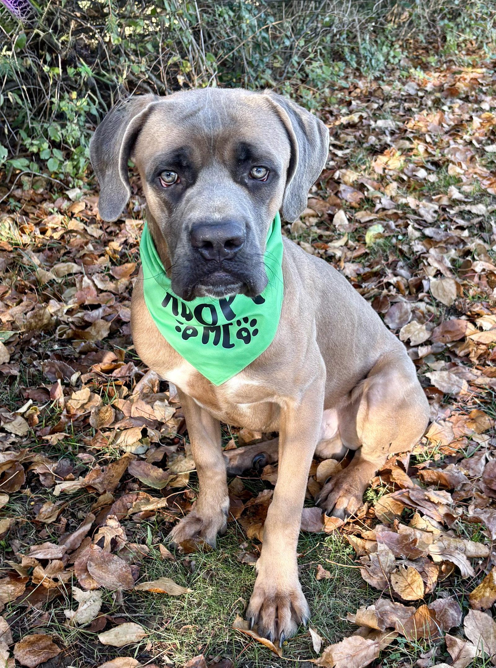 Enlarge Beamer, a Adoptable mixed breed in Spring Lake, NJ image 2/3