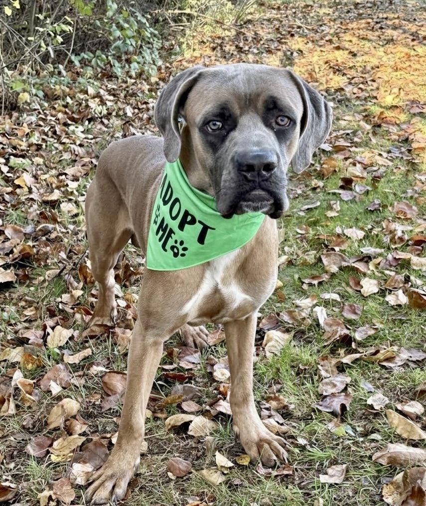 Enlarge Beamer, a Adoptable mixed breed in Spring Lake, NJ image 3/3