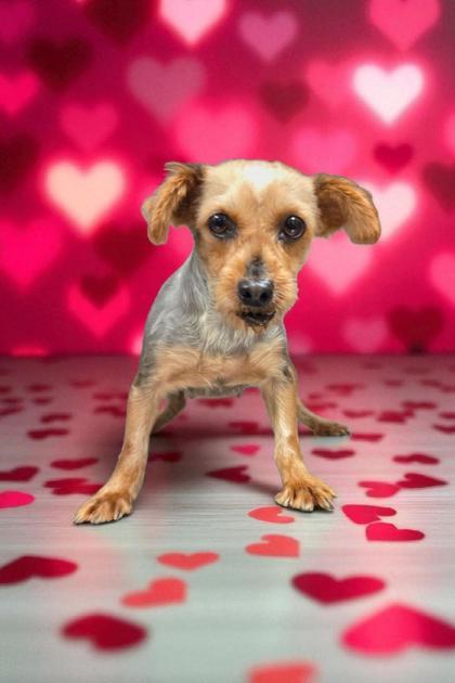 Enlarge Tianna, a Adoptable Yorkshire Terrier in Malvern, PA image 1/3