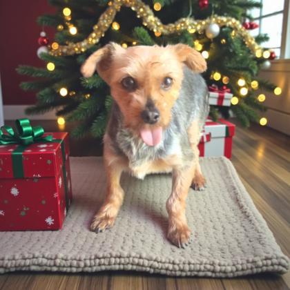 Tianna, Adoptable, Adult Female Yorkshire Terrier.