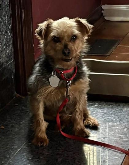Enlarge Tianna, a Adoptable Yorkshire Terrier in Malvern, PA image 3/3