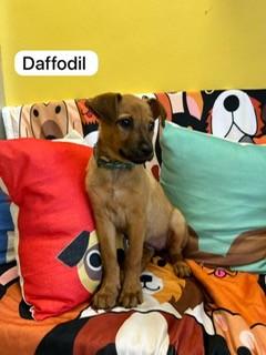 DAFFODIL, an adoptable Labrador Retriever Mix in Miami, FL_image-1