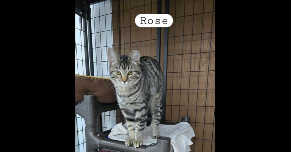 Rose, a Adoptable Domestic Short Hair in Mishawaka, IN image 1/3