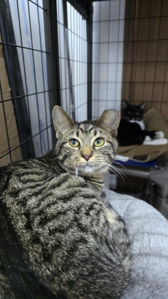 Enlarge Rose, a Adoptable Domestic Short Hair in Mishawaka, IN image 2/6