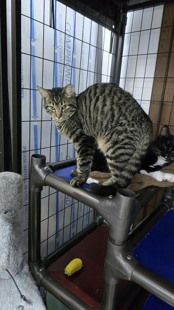 Rose, a Adoptable Domestic Short Hair in Mishawaka, IN image 2/3