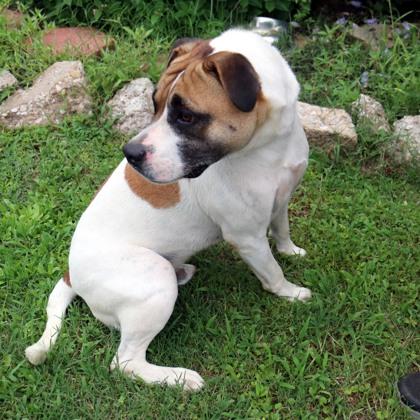 Wesley, Adoptable, Young Male Staffordshire Bull Terrier & Mixed Breed.