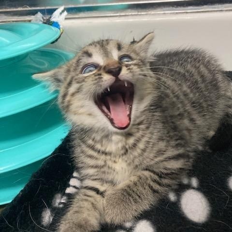 Enlarge PA - Rajah, a Adoptable Domestic Short Hair in Mickleton, NJ image 4/5