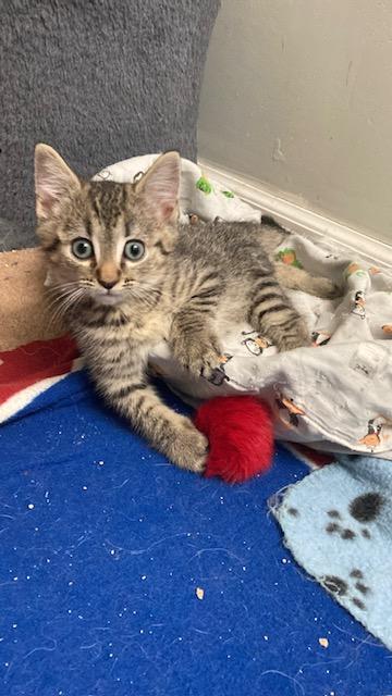 Enlarge PA - Rajah, a Adoptable Domestic Short Hair in Mickleton, NJ image 3/5