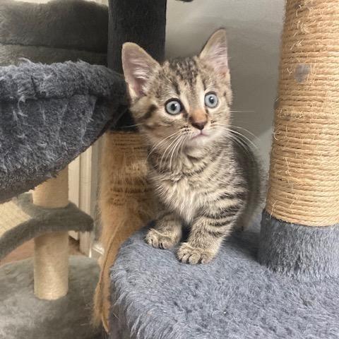 Enlarge PA - Rajah, a Adoptable Domestic Short Hair in Mickleton, NJ image 1/5