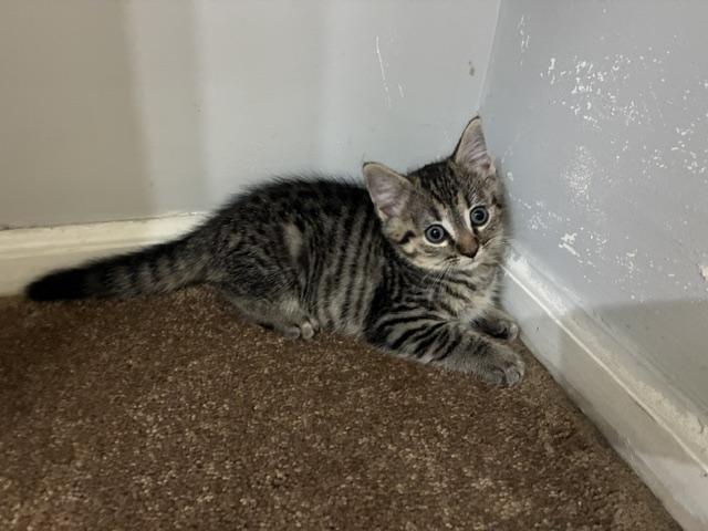 Enlarge PA - Rajah, a Adoptable Domestic Short Hair in Mickleton, NJ image 5/5